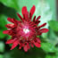 Chrysanthemum morifolium Minnruby